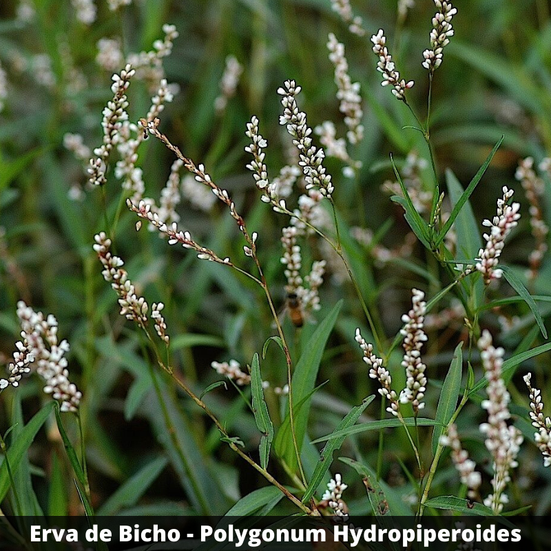 Erva De Bicho Polygonum Hydropiperoides Folhas Secas Emp Rio